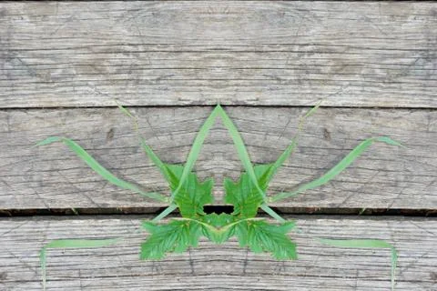 Grass geometry figure reflection shapes symbol logo on wooden boards. ecology Stock-Fotos