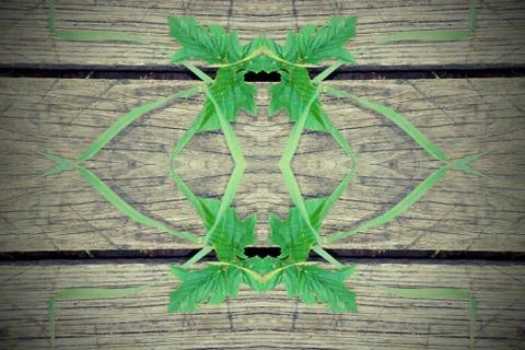 Grass geometry figure reflection shapes symbol logo on wooden boards. ecology 스톡 사진