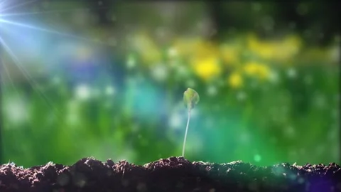 Grass germination and growth Stock Footage 155606861