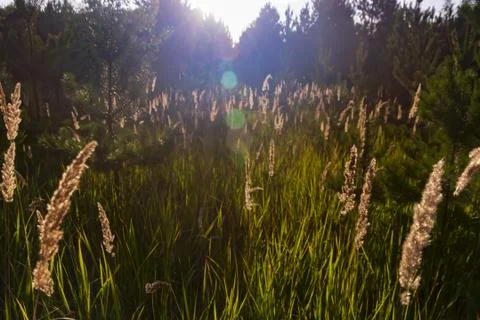 Grass glows in the rays sunset, outdoor scene Stock Photos