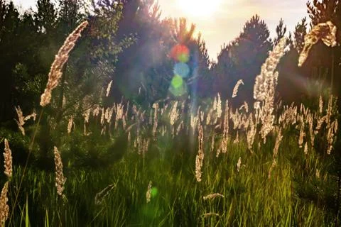 Grass glows in the rays sunset, outdoor scene Stock Photos