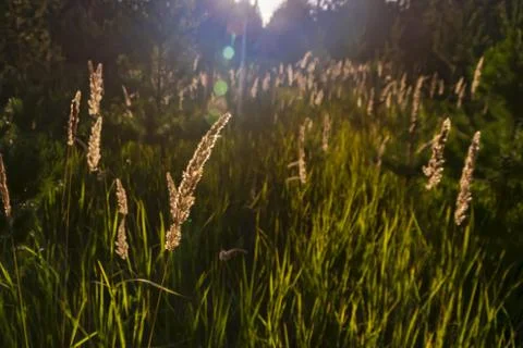 Grass glows in the rays sunset, outdoor scene Stock Photos