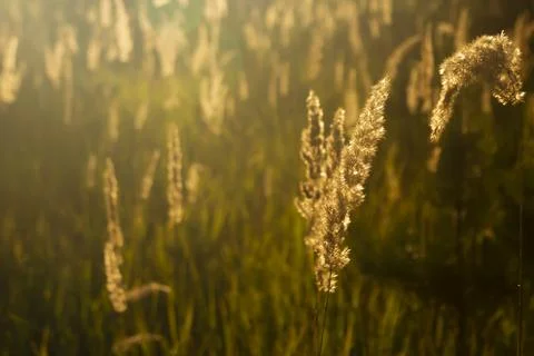 Grass glows in the rays sunset, outdoor scene Stock Photos