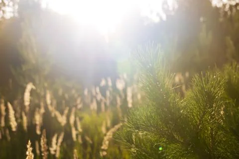 Grass glows in the rays sunset, outdoor scene Stock Photos