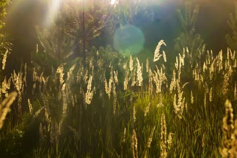 Grass glows in the rays sunset, outdoor scene Stock Photos