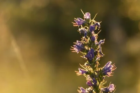 Grass glows at sunset in the rays of the sun Stock Photos