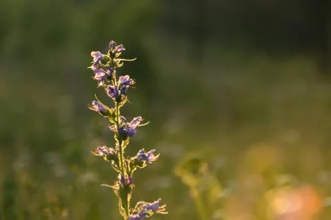 Grass glows at sunset in the rays of the sun Stock Photos