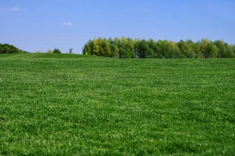 Grass on a golf course Stock Photos