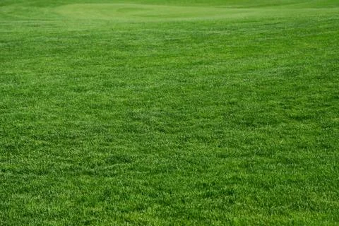 Grass on a golf course Stock Photos