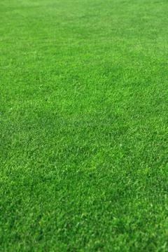 Grass on a golf course Stock Photos