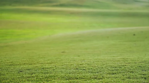 Grass of the golf course in the rays of the setting sun Video stock 94137649
