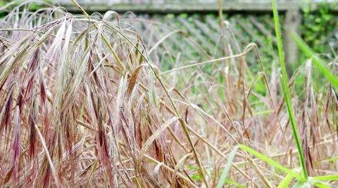 Grass gone to seed Stock Footage 49779616