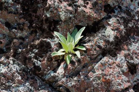 Grass in granite Stock Photos