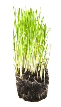 Grass with grass isolated on white background Stock Photos
