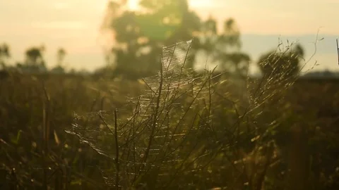 The grass on the grass in the middle of the field. Stockbeeldmateriaal 84047600