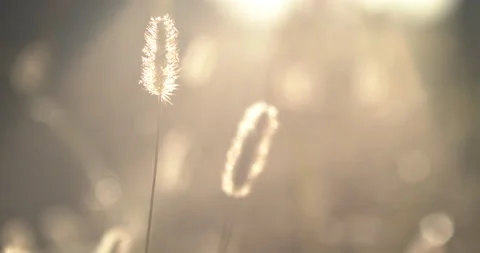 Grass in a graveyard Stock Footage 170185615