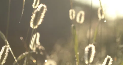 Grass in graveyard at sunrise Stock Footage 170185513