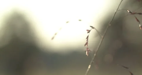 Grass in graveyard at sunrise Stock Footage 170185514