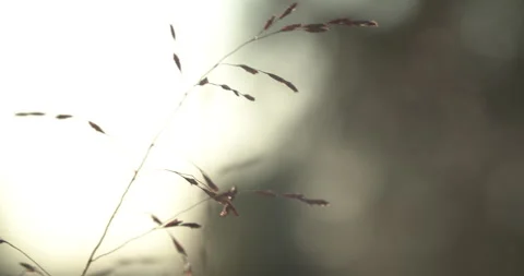 Grass in graveyard at sunrise Stock Footage 170185519