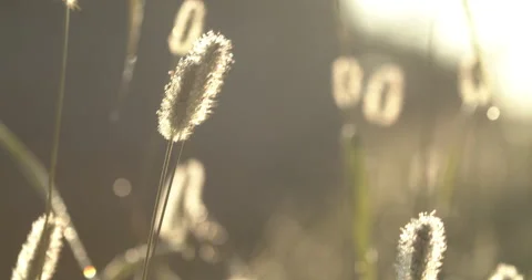 Grass in graveyard at sunrise Stock Footage 170185536