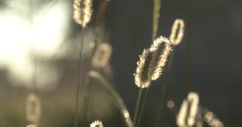 Grass in graveyard at sunrise Stock Footage 170185562