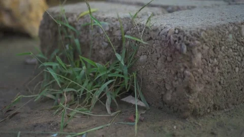 Grass with gray block Stock Footage 165856063