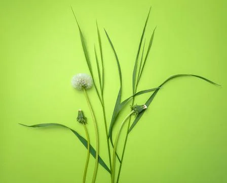 Grass on a green background  Stock Photos