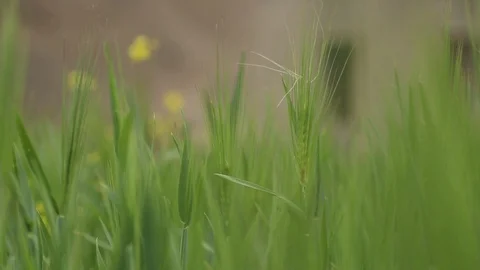 Grass on green background, wheat field Stockbeeldmateriaal 121965968