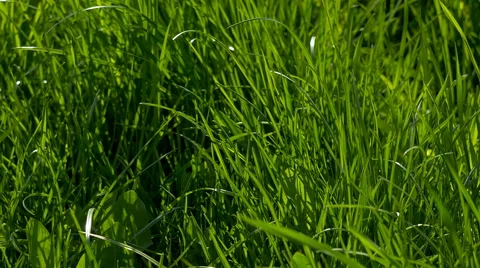 Grass green close-up Stock Footage 63292391