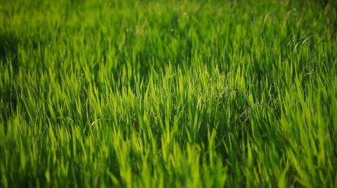 Grass green closeup camera moving  Stock Footage 1069009