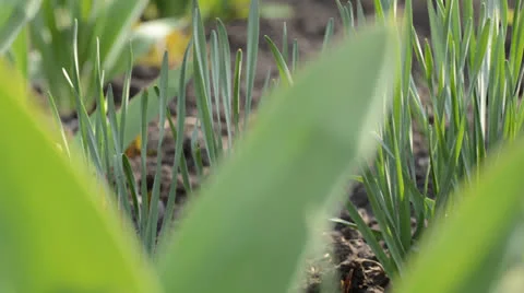 Grass green closeup camera moving Vídeos de archivo 22793183