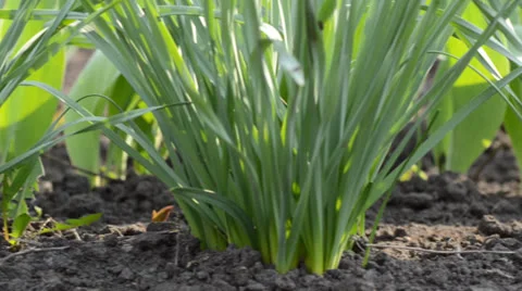 Grass green closeup camera moving Video stock 22793185