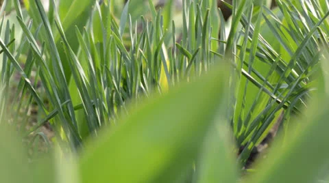 Grass green closeup camera moving Video stock 22793191