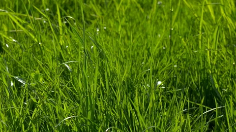 Grass green closeup Stock Footage 63292235