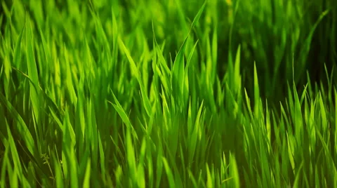 Grass Green closeup Slow Motion Stock Footage 1613611