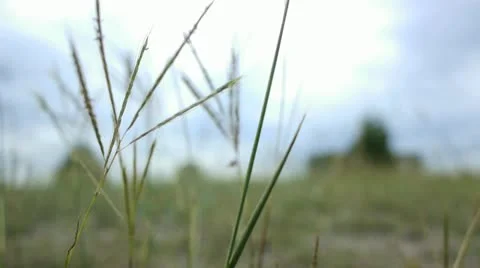 Grass in Green Field Video stock 12390438
