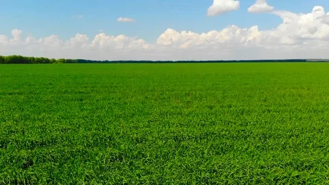 Grass on a green field Stock Footage 90120364