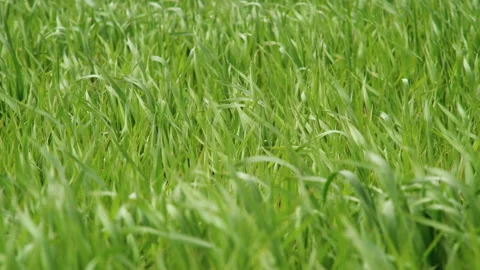 Grass green field Stock Footage 100552791