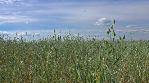 Grass green field under the summer sky - 4K Stock Footage 40402475