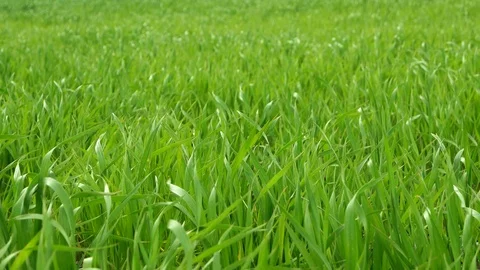 Grass green Stock Footage 100535862