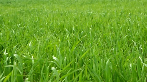 Grass green Stock Footage 100554583