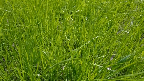 Grass on a green lawn close up 스톡 동영상 121765048