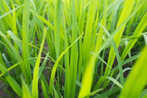 Grass green light in the evening. Stock Photos