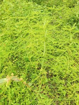 Grass green meniran Stock Photos