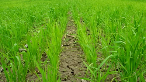 Grass green rows Stock Footage 100560458