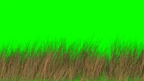 Grass Green Screen Background Effects Stock video Footage Vidéo 282227860