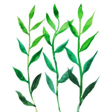 The grass is green, the stem with petals grows in spring Stock Illustration
