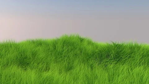Grass green with wind Stock Footage 82203453