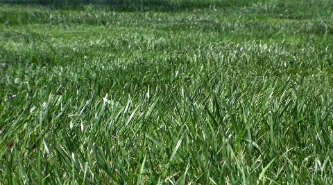 Grass is greener Stock-Footage 377262