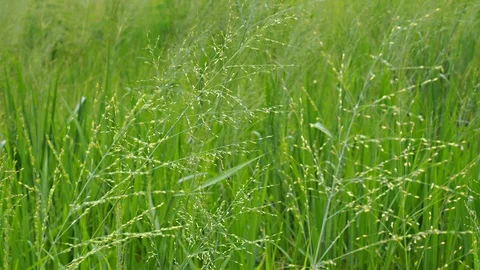 The grass is greener move follow wind through in summer morning Stock Footage 112129596
